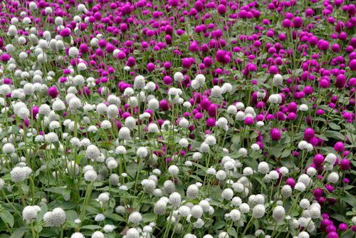 gomphrena globosa l with red and white flower colors